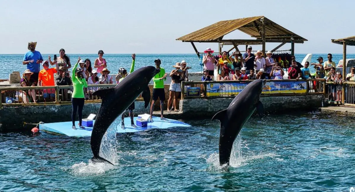 Exhibición de delfines en el Centro de Vida Marina